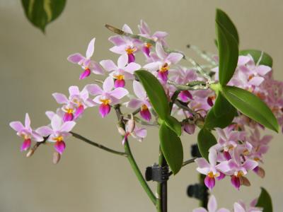 ﻿ Цветок орхидея фото, описание, виды Цветы из семейства орхидей